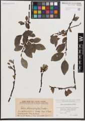 Foto von Salix chlorophylla Andersson